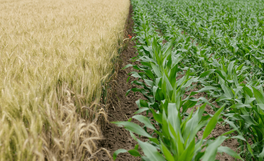 Farmers Insurance for Crops, Livestock, and Pets